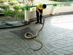 Фото № 219. Работник зоопарка подходит к змее в высоких плотных сапогах, как положено по технике безопасности, и пытается выяснить, не хочет ли рептилия перекусить.