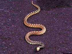 Фото № 221. Эта змея, не смотря на присутствие такого опасного оппонента, как человек, не собирается менять траекторию своего движения.