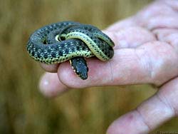 Фото № 223. Завязанная сложным узлом змейка не может ни бежать, ни кусаться.