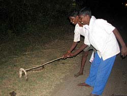 Фото № 224. Африканцы нашли и замочили змею, которую теперь нужно правильно разделать и приготовить.