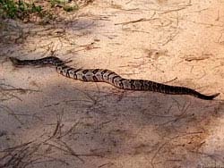 Фото № 233. Почти миновав пыльную грунтовую дорогу змея поймала себя на мысли, что пересекла след протектора автомобиля.