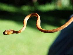 Фото № 237. Коричневая древесная змея, которая приспособилась маскироваться не под листья, а под ветки растений.