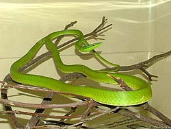 Фото № 239. Остроносой древесной змее суждено всю жизнь прожить в стеклянном ящике в свете электрической лампочки.