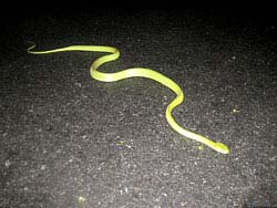 Фото № 253. Очень длинная змея под защитой ночи переправляется через проезжую часть.