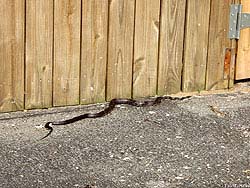 Фото № 255. Ползущая вдоль деревянного забора змея приближается к калитке, под которой пролезть на приусадебный участок не составит труда.