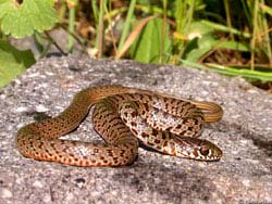 Фото № 260. Особо не озадачиваясь типом камня, змея прилегла на первом попавшемся, имевшем гладкую верхнюю плоскость и расположенном в свете солнечных лучей.