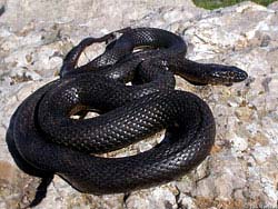 Фото № 261. Черная змея опрометчиво прилегла на белом камне, на котором ее было видно за километр.