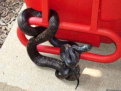Фото № 269. Абсолютно не умеющая маскироваться змея, располагая абсолютно черным цветом кожи, решила повиснуть на ярко красной конструкций, напрашиваясь, таким образом, на серьезные неприятности.