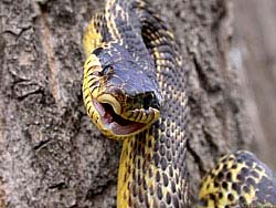 Фото № 272. Частично открыв свой рот, змея сделала первый шаг к тому, чтобы перейти в атаку.
