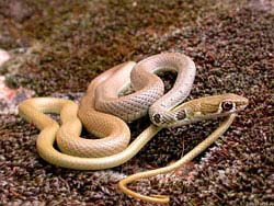 Фото № 274. Одомашненная змея выпущена на прогулку по протертому ковру и предупреждена, что если попытается бежать – гадом будет!