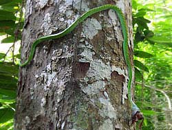 Фото № 278. Лягушка в пасти змеи уже не сможет испугаться большой высоте, на которую ее затащила жестокая рептилия.