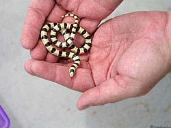 Фото № 279. Теплые человеческие руки с первых дней жизни учат детеныша змеи доброте и ласке.