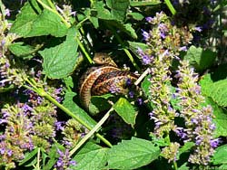 Фото № 281. Расположившись поближе к цветочкам, змея рассчитывала на то, что какой-нибудь маленький ребенок захочет порадовать маму полевыми цветами, и залезет в заросли, чтобы их нарвать.