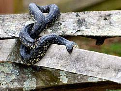 Фото № 294. Не кормленная две недели змея яростно вцепилась в заборную доску, чтобы привлечь к своему голодному состоянию внимание всех, кому жизнь дорога.
