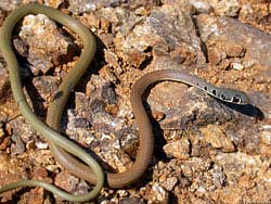 Фото № 295. Привыкшая пресмыкаться на глине и камнях змея не решается перейти на мягкий газон, желая пожить еще немного.