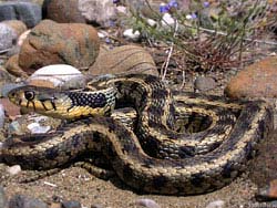Фото № 296. Желая оградить природу от полного разграбления, змея охраняет крупные валуны, которые все, кому не лень, бесконтрольно растаскивают по ближайшим приусадебным участкам.