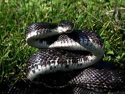 Фото № 299. Застигнутая на газоне врасплох змея приготовилась защищаться.