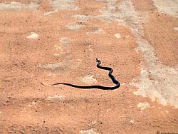 Фото № 306. Непредусмотрительно попав на довольно большую площадку, змея из-за плохого зрения не может определить, в какую сторону нужно ползти, чтобы быстрее покинуть открытое место.