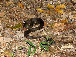 Фото № 311. Еще одна змея, застигнутая врасплох из-за того, что человек слишком бесшумно двигался по лесной подстилке.