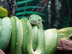 Фото № 312. Фотография змеи, которую можно использовать для психологического тестирования работников умственного труда.