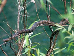 Фото № 313. Змея виртуозно ползет по ветке, которая в несколько раз тоньше тела самой рептилии.