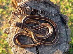 Фото № 314. Вид на змею сверху, которая даже не подозревает о присутствии человека.