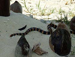 Фото № 315. Живущая на берегу моря змея ползет по белому песку пляжа, распугивая отдыхающих.