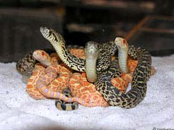 Фото № 317. Выводок детенышей змей, пока что не имеющих никакого представления о том, в какой добрый мир они попали.