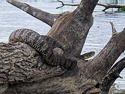 Фото № 318. Демонстрирующая любовь к жизни змея, оказавшаяся на мертвой коряге во время сильного наводнения.