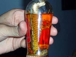 Фото № 319. Заспиртованная в бутылке змея сохраняет вертикальное положение, что позволяет надеяться на то, что она пьяна, но жива.