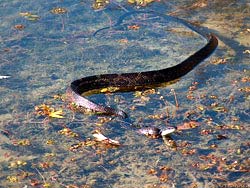 Фото № 320. Когда весной вода затапливает большие территории, это не является смертельным приговором для гадов. Большинство змей прекрасно плавают, даже если не живут постоянно в воде, и при желании смогут спастись.