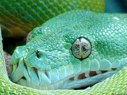 Фото № 322. Крупное изображение зеленого змея сразу отбивает охоту напиваться до потери пульса ежедневно, но желание выпивать через день ничуть не ослабевает.