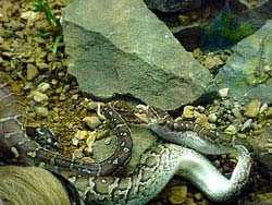 Фото № 324. Судя по длинному белому хвосту, который еще не успел исчезнуть в утробе змеи, можно предположить, что это была белая крыса.