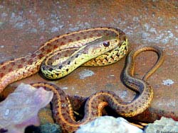 Фото № 325. Ржавчина, которой покрыта железная пластина, на которой обосновалась змея, не представляет никакой опасности для ее толстой кожи.