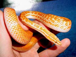 Фото № 330. Еще одна прирученная человеком змея, у которой пигментация оранжевым цветом бьет через край.