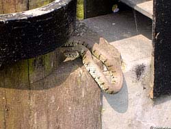 Фото № 332. В тени деревянного столба притаилась эта змея, о чем даже не подозревают электромонтажники, которым предстоит лезть на этот злосчастный столб.