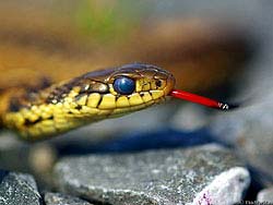Фото № 333. Сначала показалось, что у этой змеи во рту сигарета, но это лишь чувствительный язык, который смазался от быстрого движения.