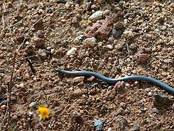 Фото № 339. Ползущая по своим делам змея, из-за своих маленьких размеров не представляющая питательного интереса для человека.