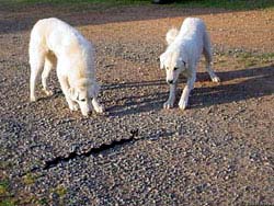 Фото № 344. Одновременное нападение двух собак на одну змею увеличивает их шансы на успех.