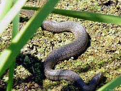 Фото № 345. Тем, кто содержит рептилий, и в частности змей, нужно неусыпно следить за состоянием их здоровья.