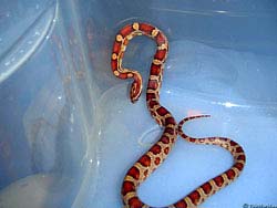 Фото № 347. Змея в пластмассовом контейнере, в котором не спрятаться, и из которого не убежать.