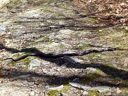 Фото № 352. Пробежав несколько километров без отдыха и попутно запутывая следы, змея поняла, что оторвалась от погони.