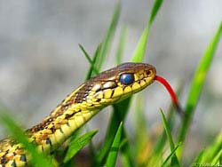 Фото № 358. При помощи языка эта змея собирает информацию об имеющихся запахах, и выделяет из общего количества самые перспективные.