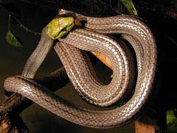 Фото № 361. Эта змея имеет интересную окраску – рисунок на голове совершенно не соответствует цвету тела, что встречается не часто.