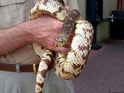Фото № 363. Достаточно увесистая змея, которую мужчине приходится держать сразу двумя руками.
