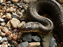 Фото № 366. Змея на каменистом ландшафте готовится издать брачный крик.
