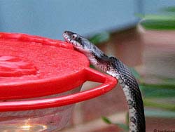 Фото № 367. Змея ищет способ открыть пластмассовый контейнер, подозревая внутри наличие съестных припасов.