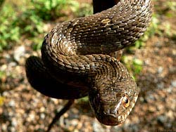 Фото № 371. Удивлению этой змеи не было предела, когда физически здоровый мужчина вдруг заметил ее, внезапно упал на четвереньки, и пополз прочь.