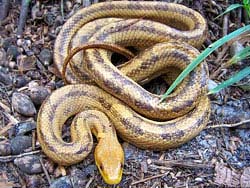 Фото № 374. Желтая змея сложила свое тело в два слоя, чтобы не тратить зря свободное место.