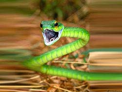 Фото № 377. Животный страх перед змеей может сильно ухудшить состояние индивидуума.